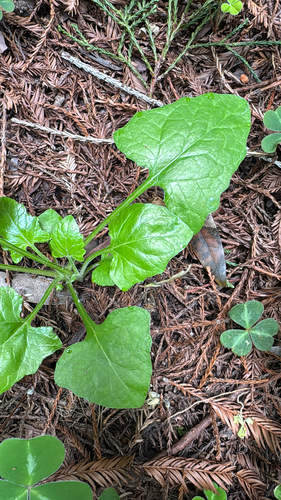 American trailplant (Adenocaulon bicolor)