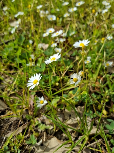Annual Daisy (Bellis annua)