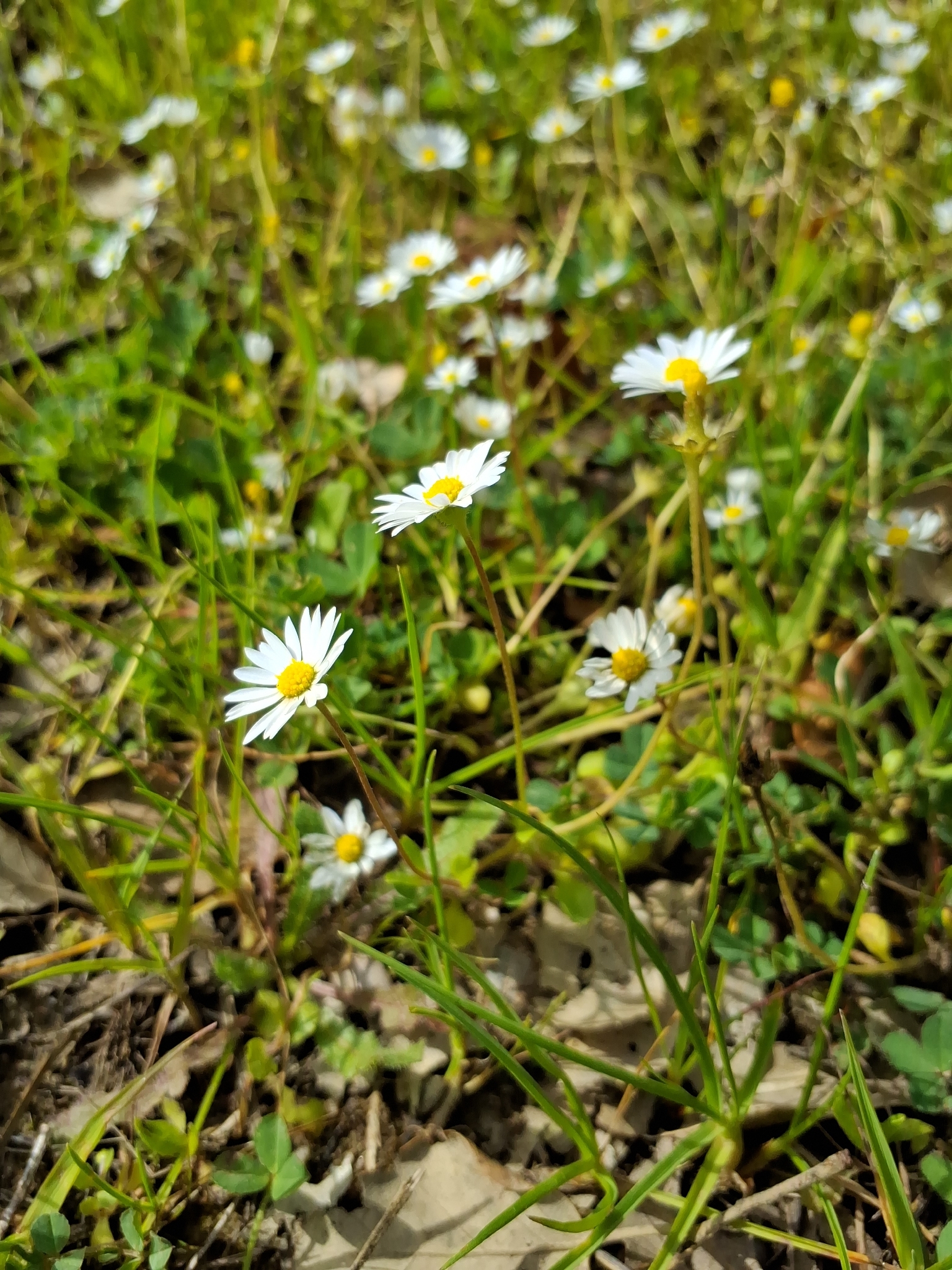 Annual Daisy (Bellis annua)