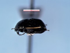 Corimelaena lateralis