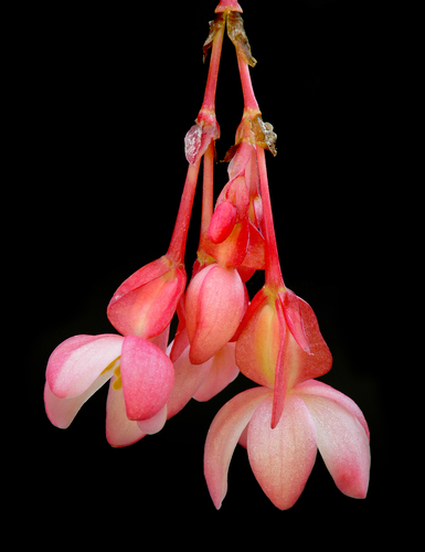 Begonia foliosa