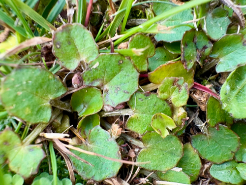 Centella (Centella uniflora)