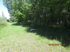 Corimelaena lateralis