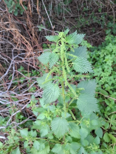 Urtica membranacea (Urtica membranacea)