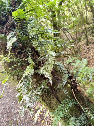 Thread Fern (Blechnum filiforme)