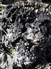 Agathomyia wankowiczii