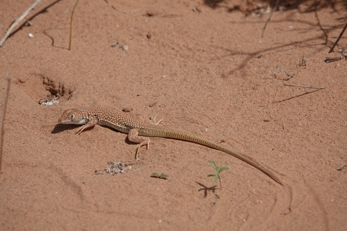 Duméril's Fringe-fingered Lizard