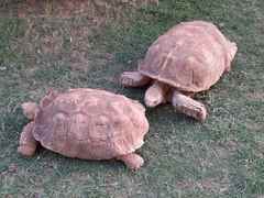 Centrochelys sulcata