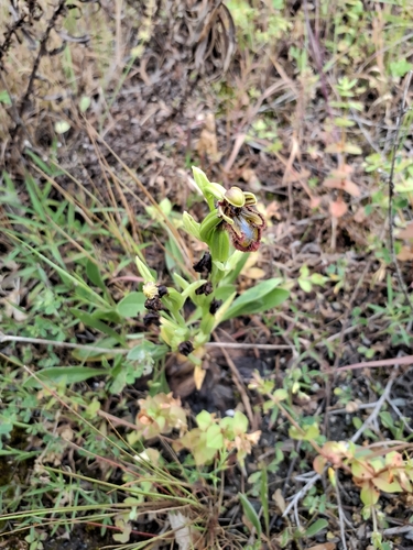 Mirror orchid (Ophrys speculum)