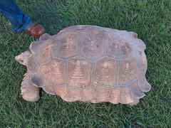Centrochelys sulcata