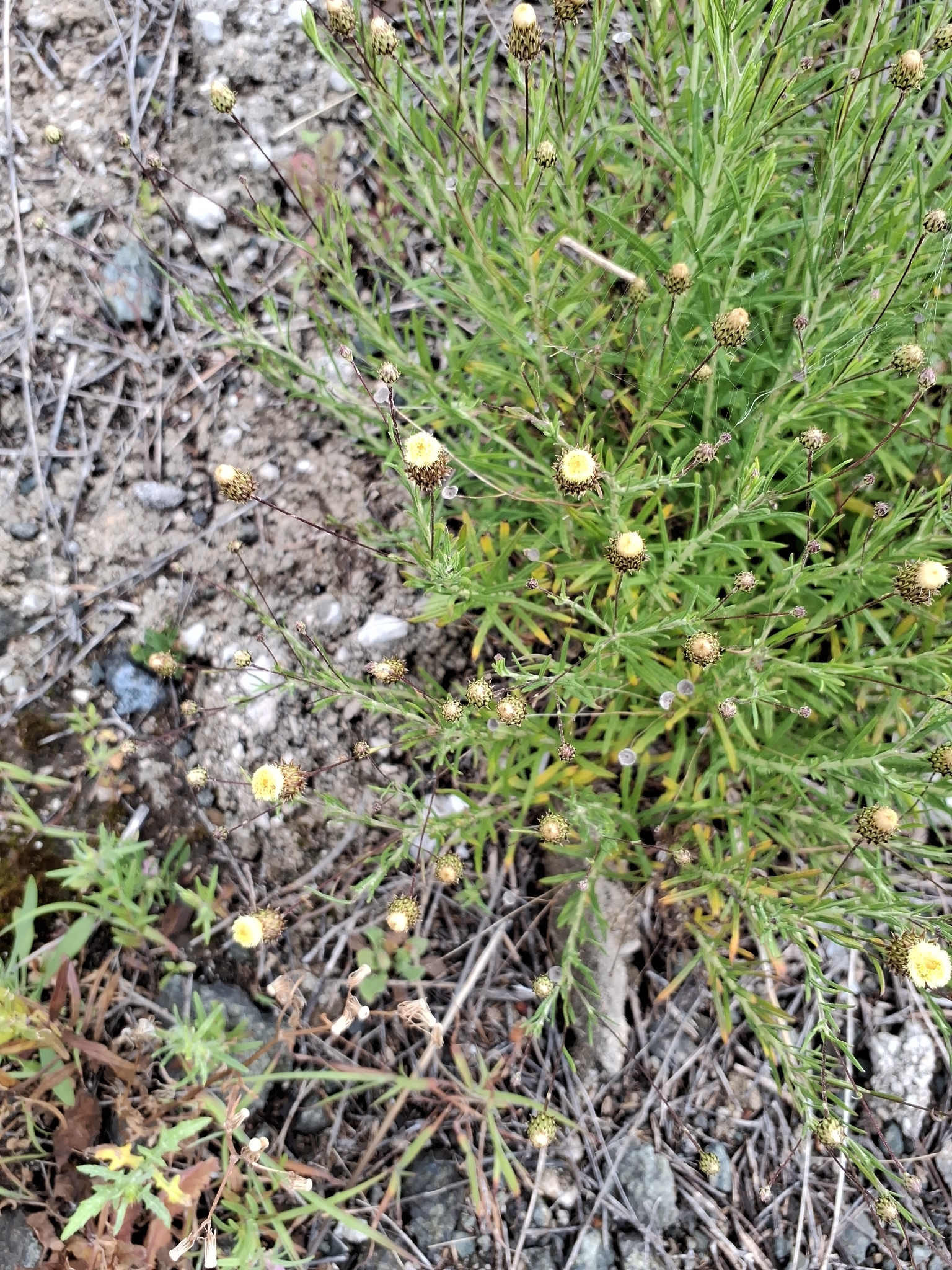 Phagnalon Saxatile (Phagnalon saxatile)