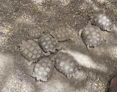Centrochelys sulcata