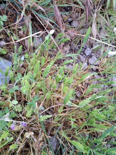 Mediterranean Hair-grass (Rostraria cristata)