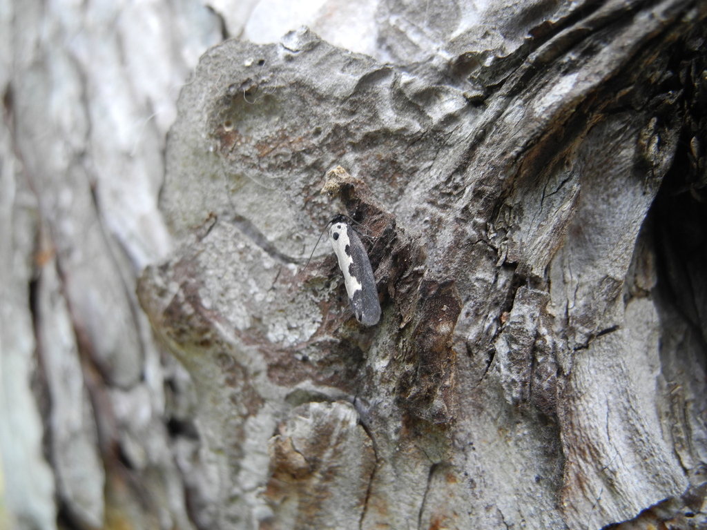 Ethmia haemorrhoidella