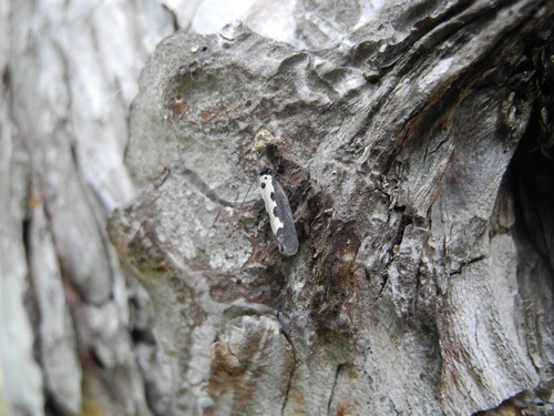 Ethmia haemorrhoidella