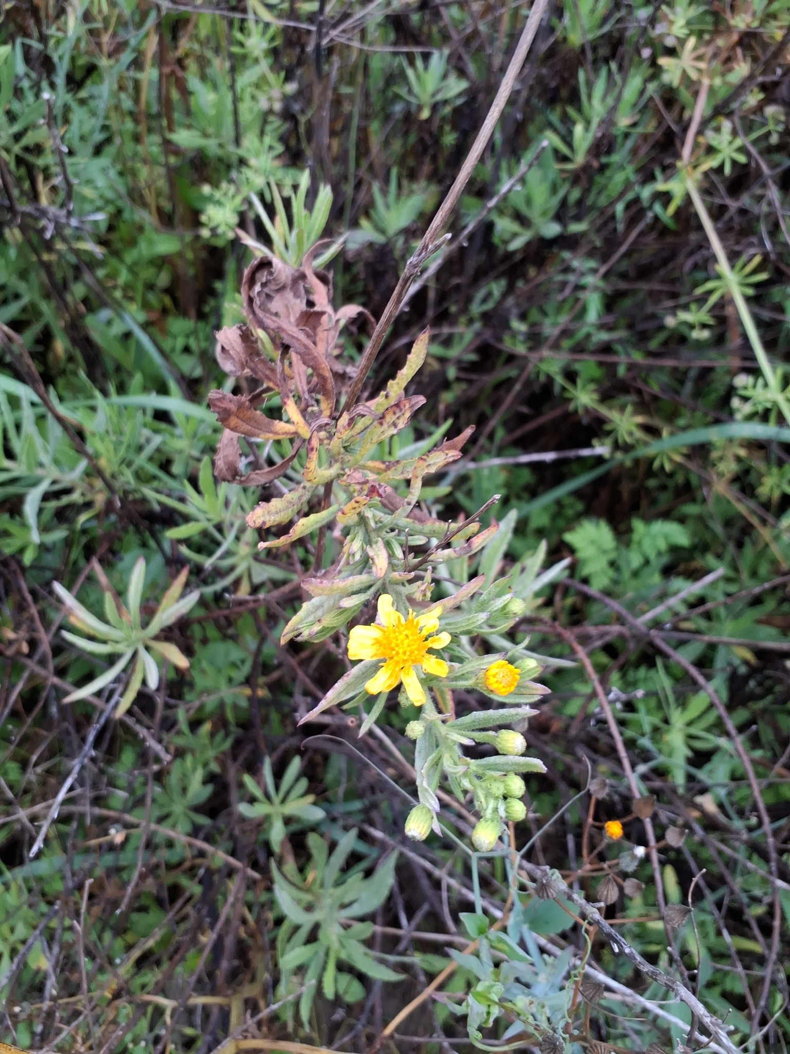 False Yellowhead (Dittrichia viscosa)