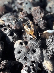 Agathomyia wankowiczii