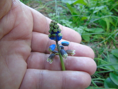 Bellevalia dubia boissieri