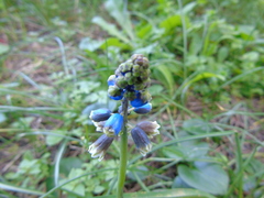 Bellevalia dubia boissieri