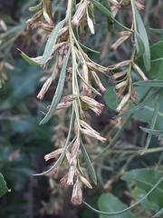 Acanthostyles buniifolius