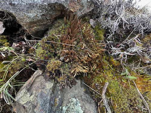 Rocky Mountain Spikemoss (Selaginella scopulorum)