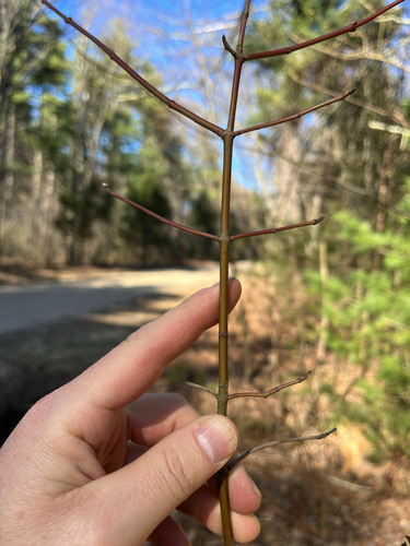 Silky Dogwood (Cornus amomum)