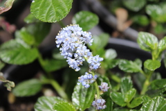 Ceanothus thyrsiflorus griseus