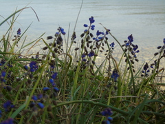 Bellevalia dubia boissieri