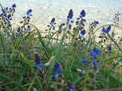 Bellevalia dubia boissieri
