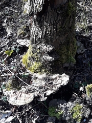 Agathomyia wankowiczii