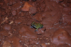 Eleutherodactylus alcoae