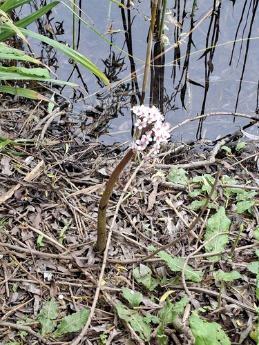 Darmera (Darmera peltata)