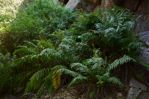 giant chain fern (Woodwardia fimbriata)