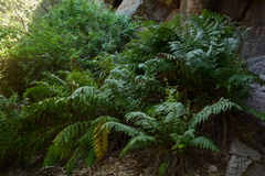 Giant Chain Fern (Woodwardia fimbriata)