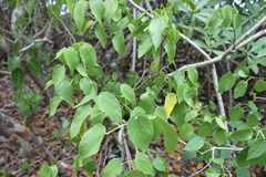 Pavonia bahamensis
