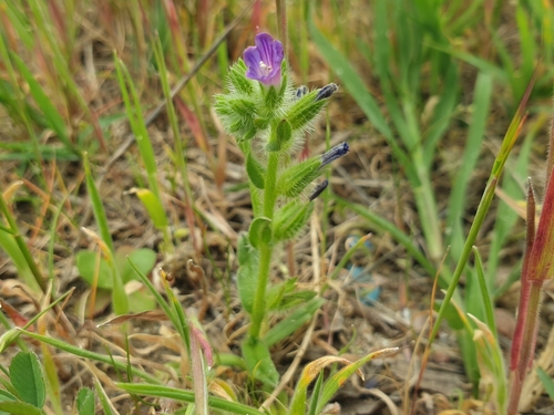 Sand Bugloss (Echium arenarium)