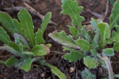 Arctotis breviscapa