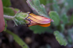 Arctotis breviscapa