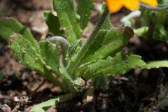 Arctotis breviscapa