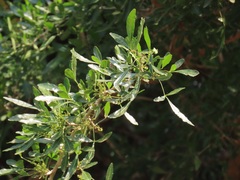 Searsia gueinzii