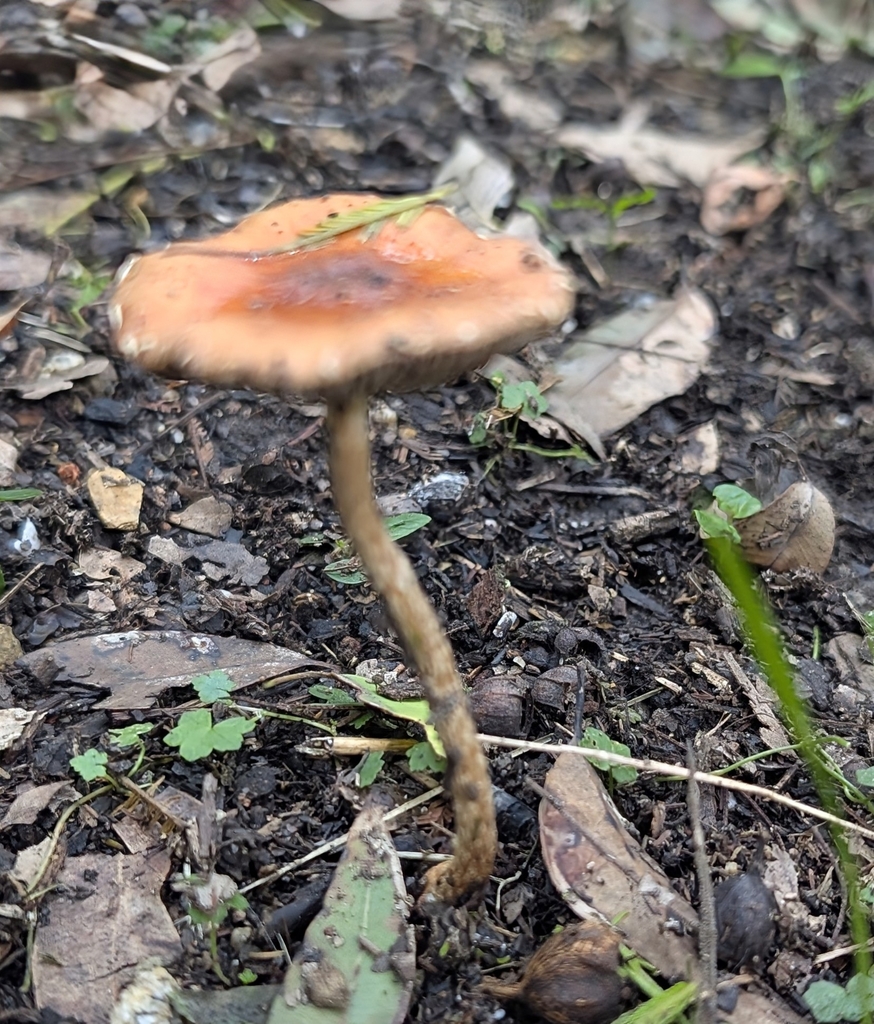 Leratiomyces ceres · April 2026 · photo: © teacay (iNaturalist, cc-by-nc)