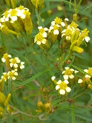 Tagetes terniflora
