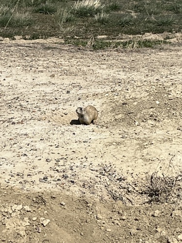 White-tailed Prairie Dog observed by patterson_farms