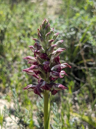 Scented Orchid (Anacamptis fragrans)