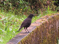 Myophonus borneensis