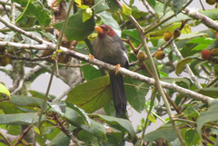 Pterorhinus treacheri