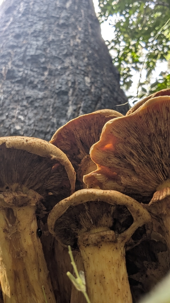 Gymnopilus junonius · April 2026 · photo: © teacay (iNaturalist, cc-by-nc)