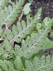 Cystopteris diaphana