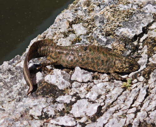 Balkan-Anatolian Crested Newt