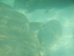Siganus guttatus